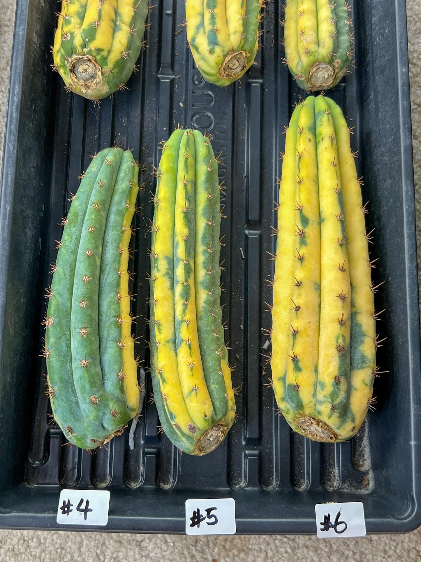 Thick Cactus for Grafting Purposes | Imported | #4~6