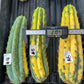 Thick Cactus for Grafting Purposes | Imported | #4~6