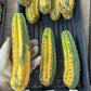 Thick Cactus for Grafting Purposes | Imported | #7~9