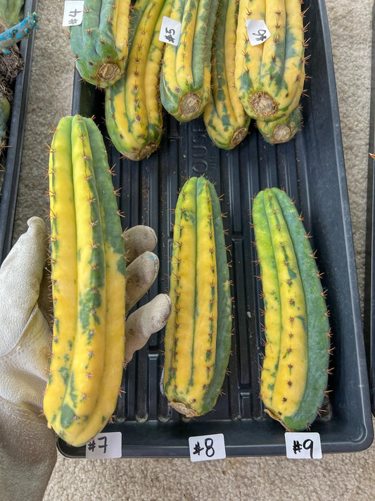 Thick Cactus for Grafting Purposes | Imported | #7~9