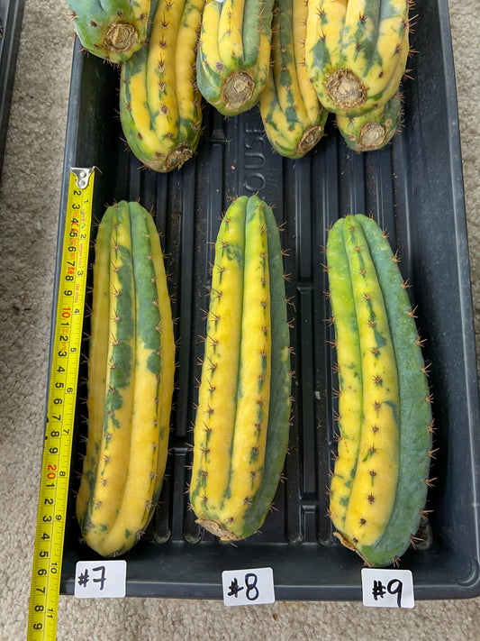 Thick Cactus for Grafting Purposes | Imported | #7~9