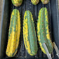 Thick Cactus for Grafting Purposes | Imported | #7~9