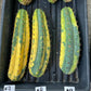 Thick Cactus for Grafting Purposes | Imported | #7~9