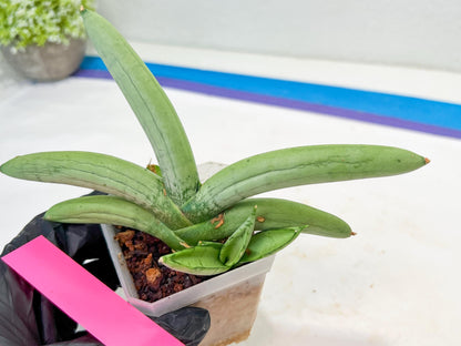 Sansevieria Boncel Platinum (#A5) | Imported Snake Plants