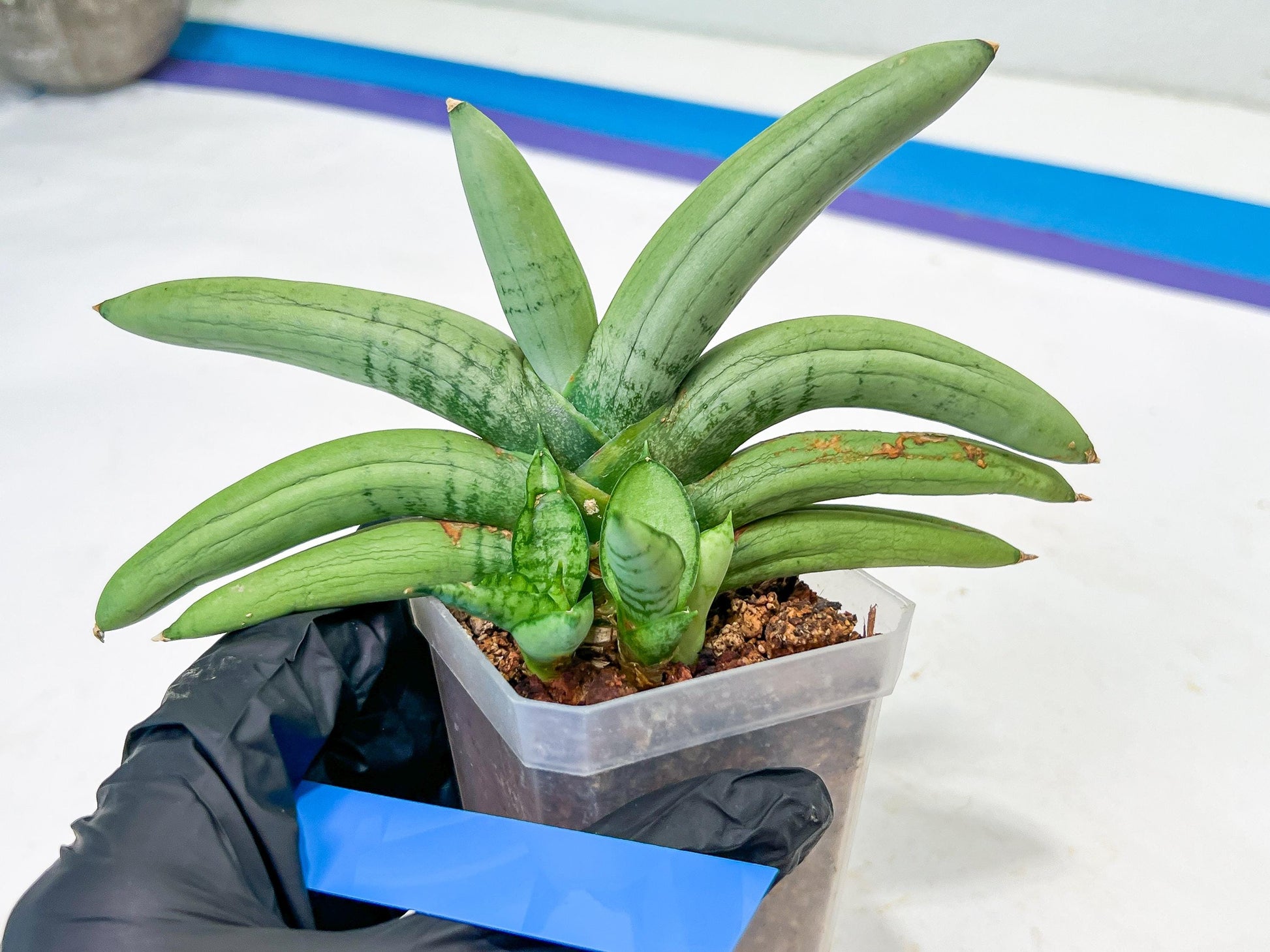 Sansevieria Boncel Platinum (#A5) | Imported Snake Plants
