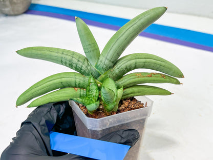 Sansevieria Boncel Platinum (#A5) | Imported Snake Plants