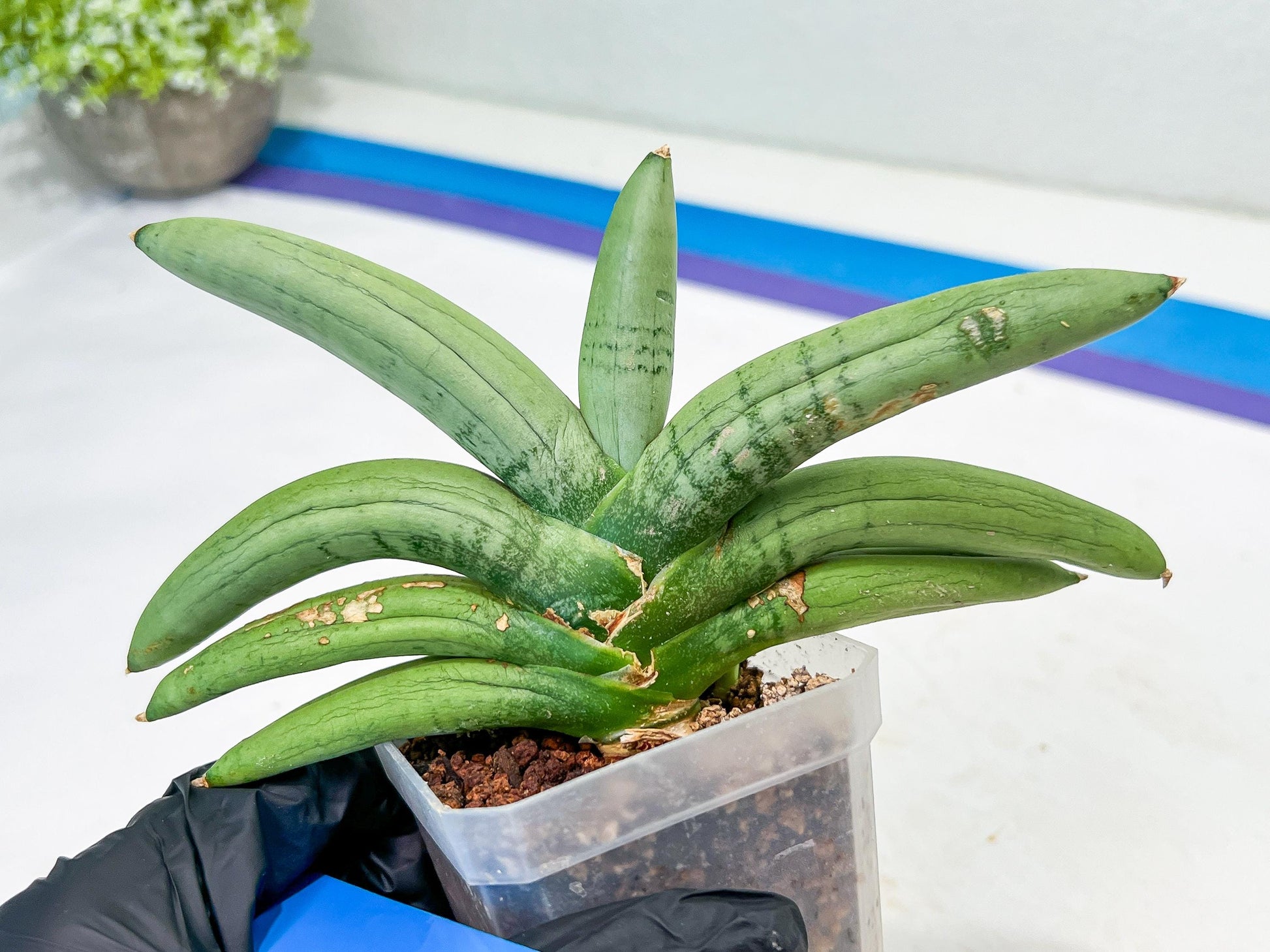 Sansevieria Boncel Platinum (#A5) | Imported Snake Plants