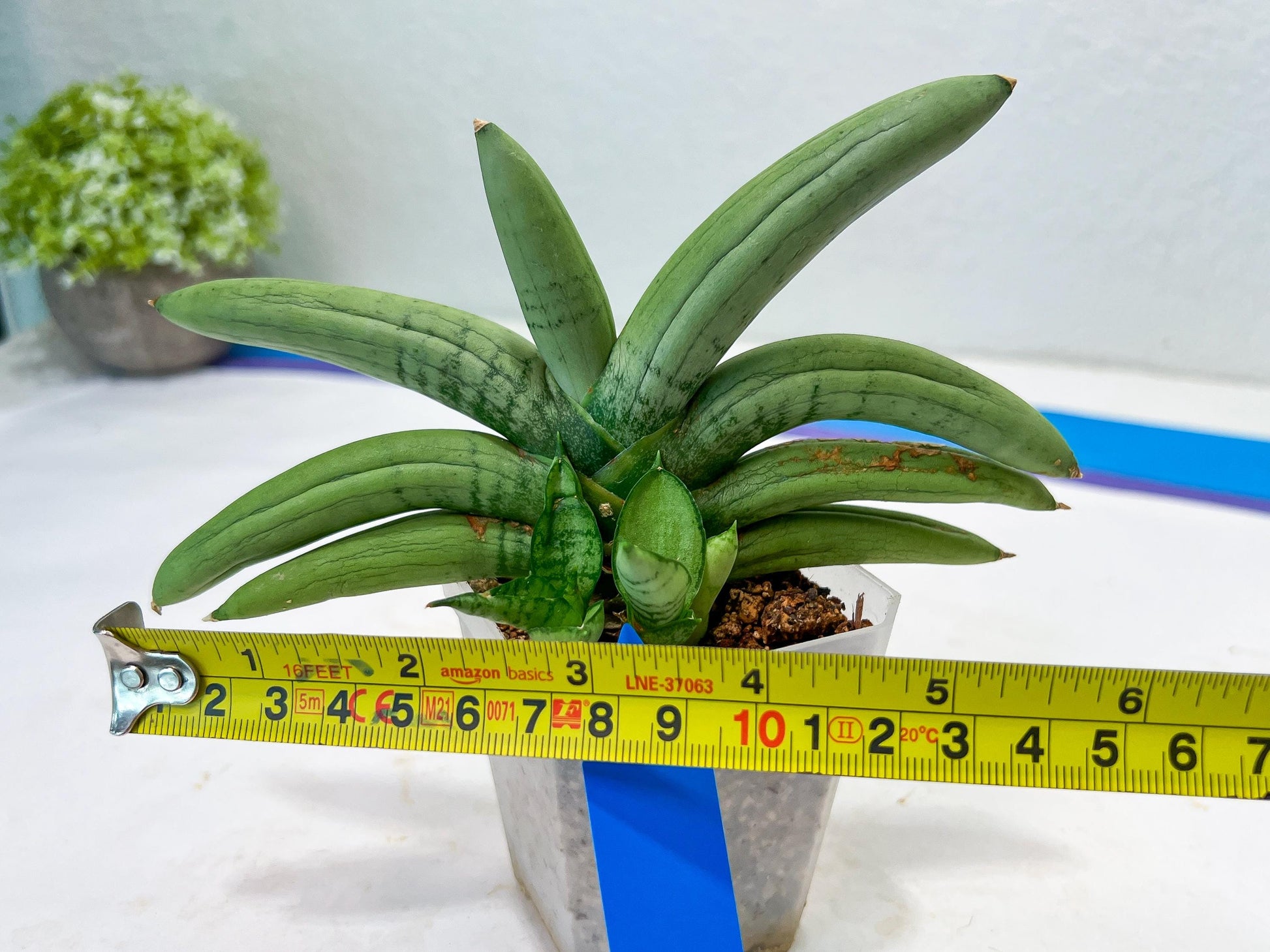Sansevieria Boncel Platinum (#A5) | Imported Snake Plants