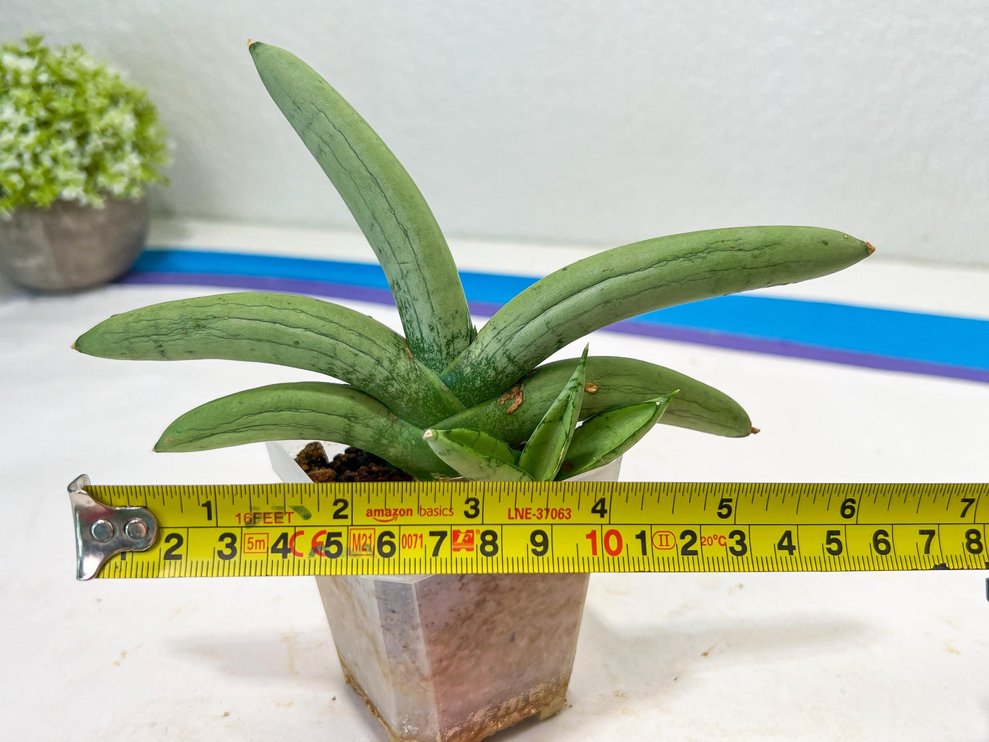 Sansevieria Boncel Platinum (#A5) | Imported Snake Plants