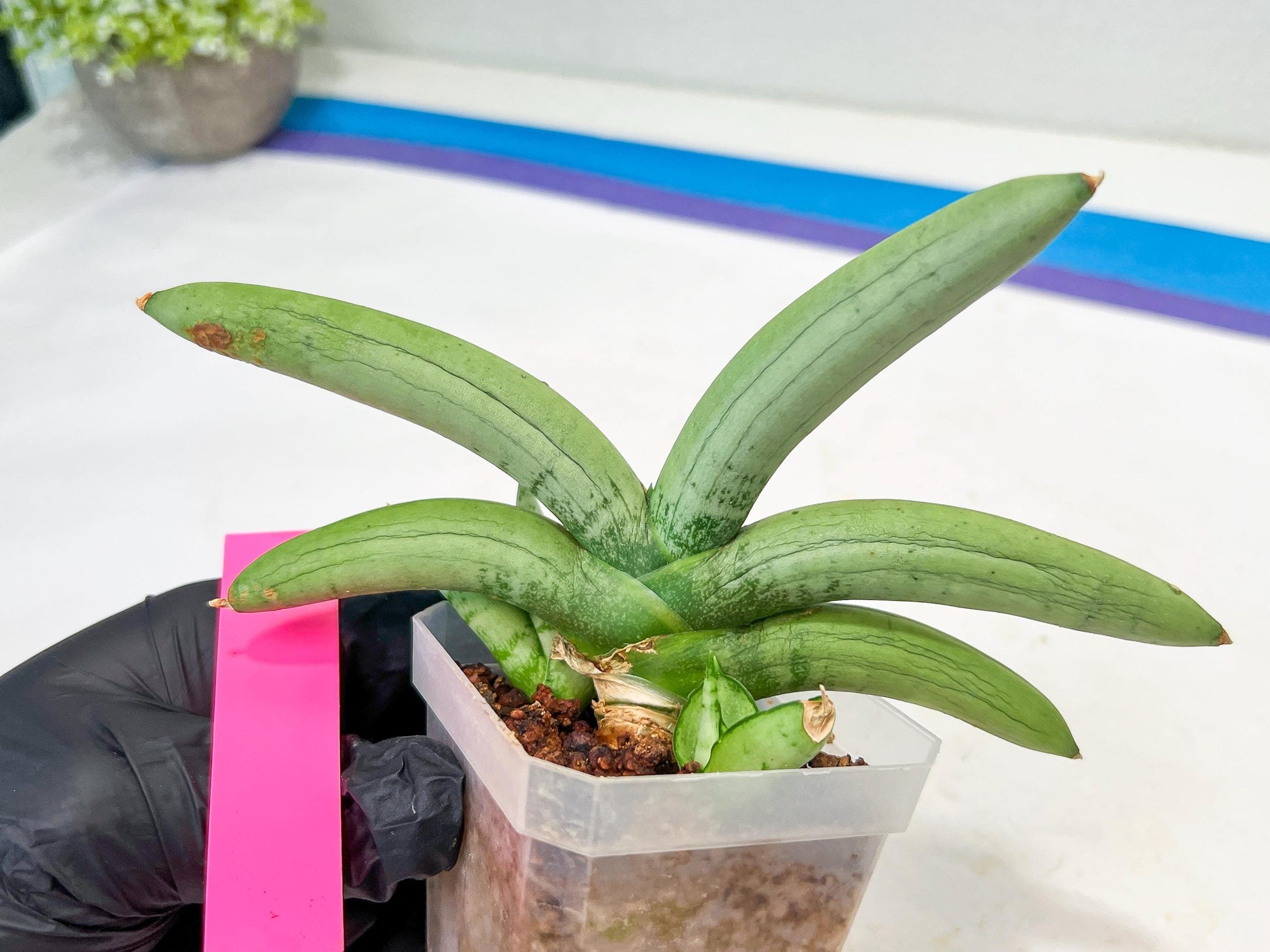 Sansevieria Boncel Platinum (#A5) | Imported Snake Plants