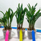 sansevieria Sudwala (#A5) | Imported Snake plant