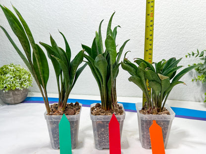 sansevieria Sudwala (#A5) | Imported Snake plant