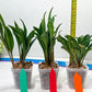 sansevieria Sudwala (#A5) | Imported Snake plant