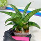 Sansevieria Spyder x Riyad | Brighten your day with a unique plant find!