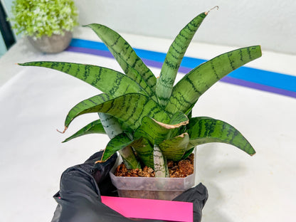 Sansevieria Spyder x Riyad (#C6) | Imported Plant