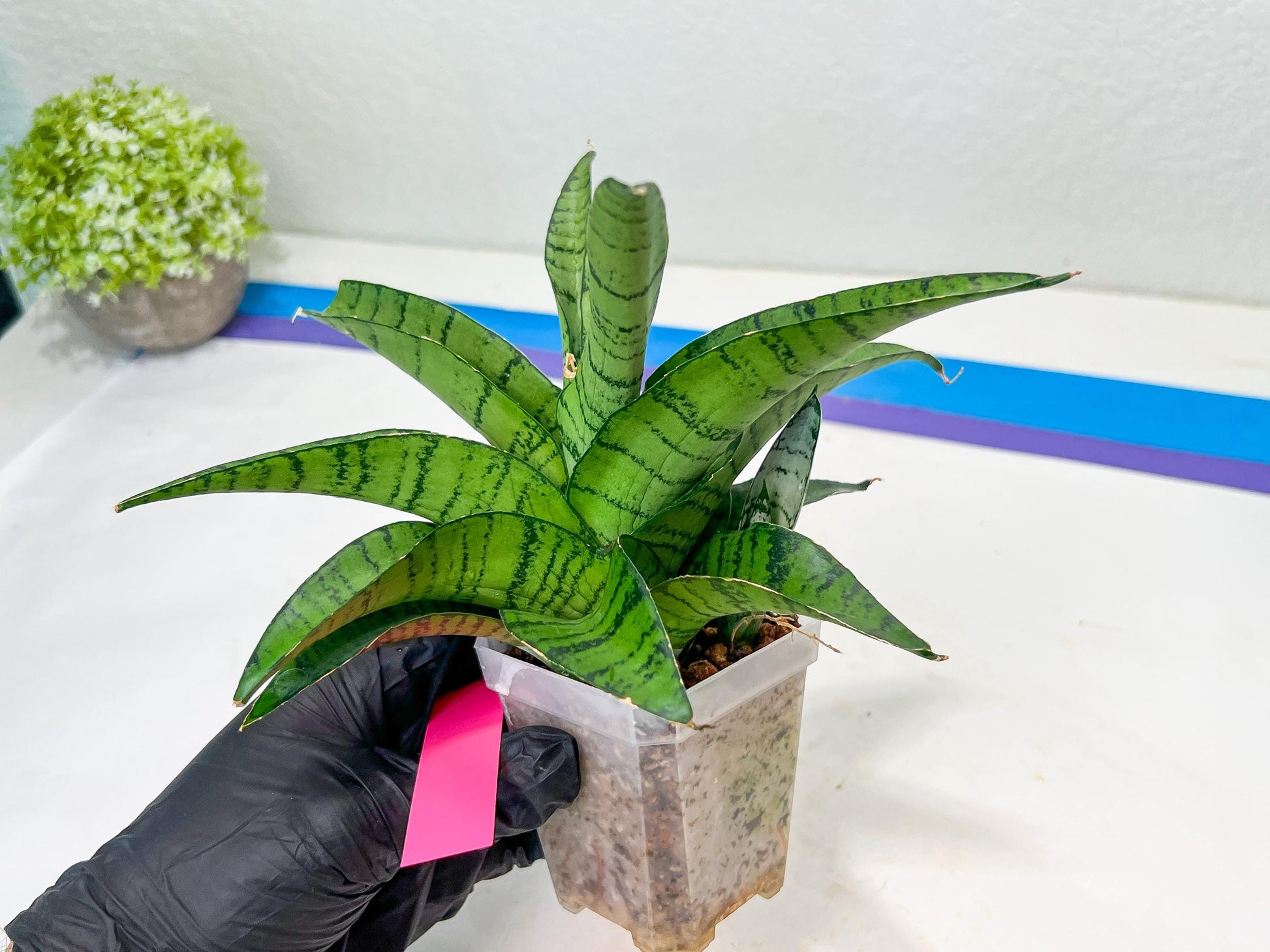 Sansevieria Spyder x Riyad | Brighten your day with a unique plant find!
