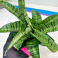 Sansevieria Spyder x Riyad | Brighten your day with a unique plant find!