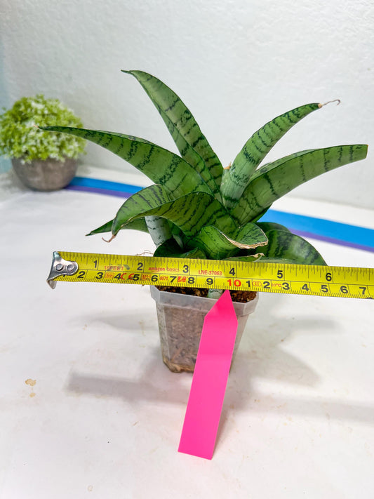 Sansevieria Spyder x Riyad | Brighten your day with a unique plant find!