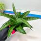 Sansevieria Spyder x Riyad | Brighten your day with a unique plant find!
