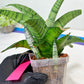 Sansevieria Spyder x Riyad | Brighten your day with a unique plant find!