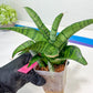 Sansevieria Spyder x Riyad | Brighten your day with a unique plant find!