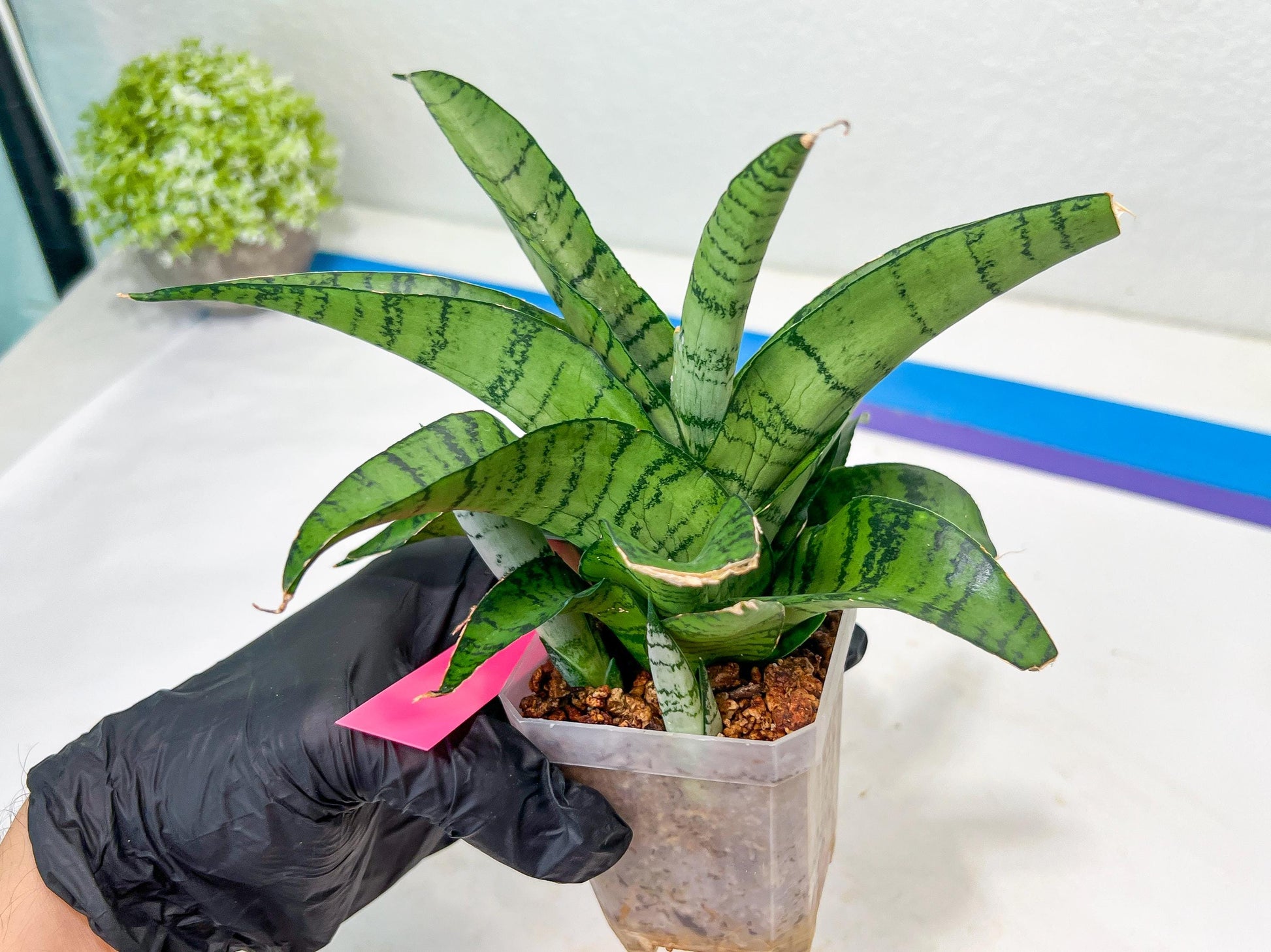 Sansevieria Spyder x Riyad | Brighten your day with a unique plant find!
