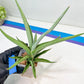 Sansevieria Swan Dancer XL | Imported Plants | Rare Hybrid Species