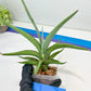 Sansevieria Swan Dancer XL | Imported Plants | Rare Hybrid Species