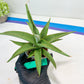 Sansevieria Lanta XL | Imported Plants | Rare Hybrid Species