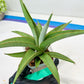 Sansevieria Lanta XL | Imported Plants | Rare Hybrid Species