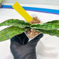 Sansevieria Cleopatra (H20) | Select Your Unique Exotic Plant