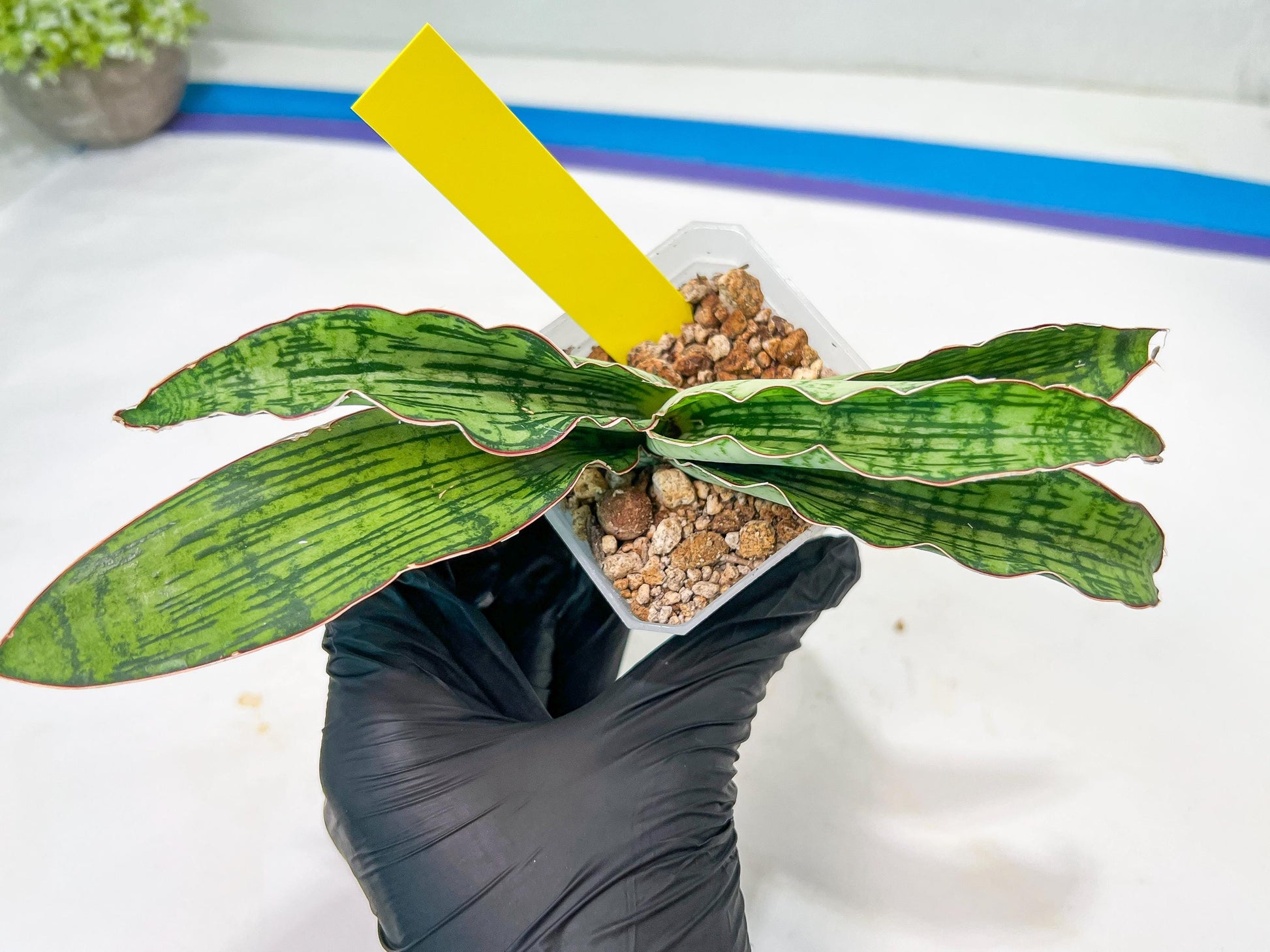 Sansevieria Cleopatra (H20) | Select Your Unique Exotic Plant