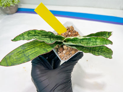 Sansevieria Cleopatra | Select Your Unique Exotic Plant
