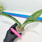 Sansevieria Cleopatra (H20) | Select Your Unique Exotic Plant