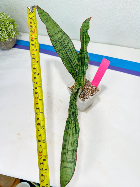 Sansevieria Cleopatra (H20) | Select Your Unique Exotic Plant