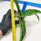 Sansevieria Cleopatra (H20) | Select Your Unique Exotic Plant