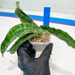 Sansevieria Cleopatra (H20) | Select Your Unique Exotic Plant