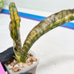 Sansevieria Kirkii Coppertone Variegated | Uncover a Rare and Unusual Plant (4~6)