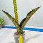 Sansevieria Kirkii Coppertone Variegated | Uncover a Rare and Unusual Plant (4~6)