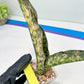 Sansevieria Kirkii Coppertone Variegated | Uncover a Rare and Unusual Plant (4~6)