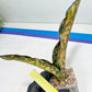 Sansevieria Kirkii Coppertone Variegated | Uncover a Rare and Unusual Plant (4~6)
