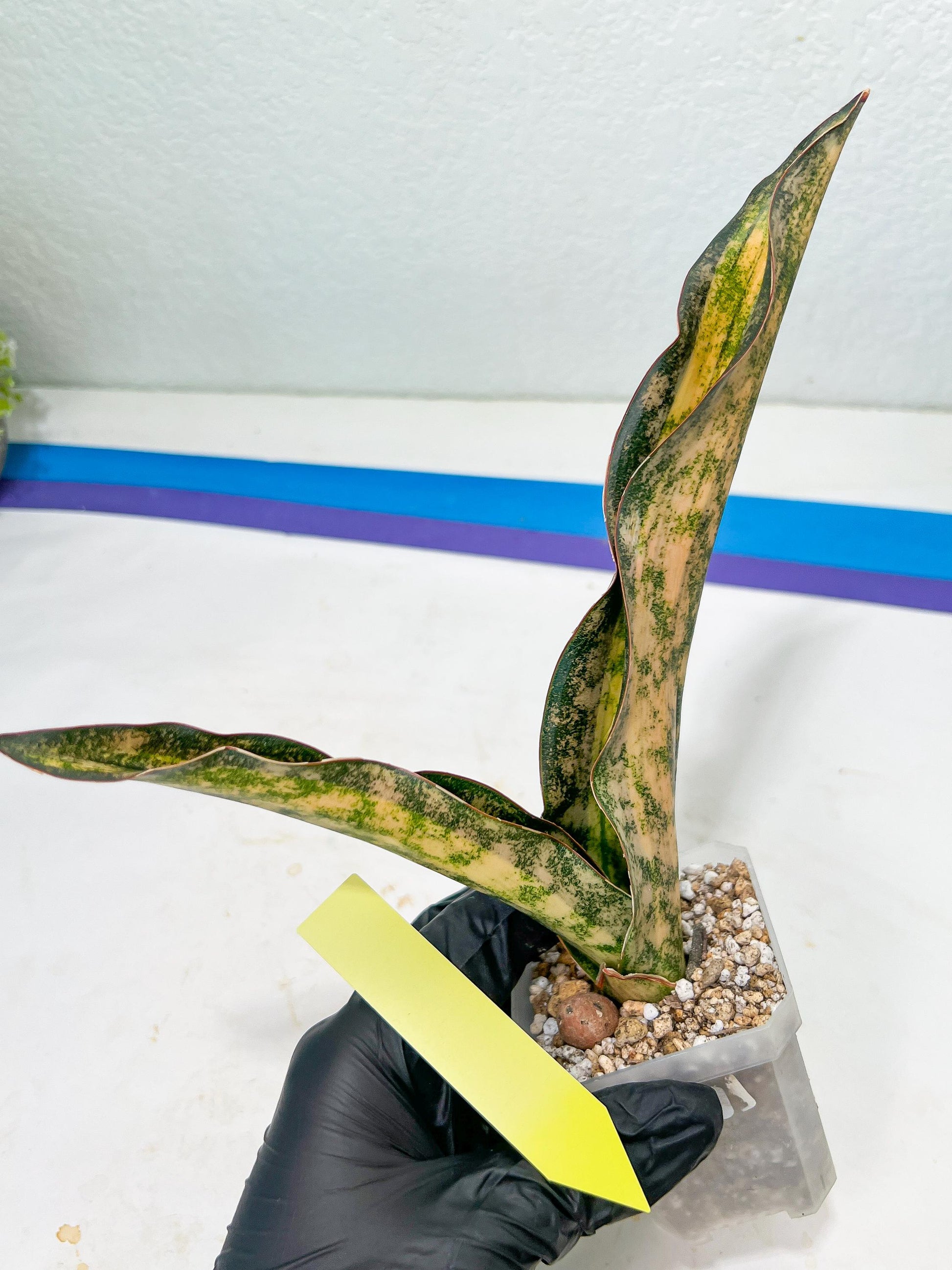 Sansevieria Kirkii Coppertone Variegated | Uncover a Rare and Unusual Plant (4~6)
