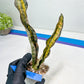 Sansevieria Kirkii Coppertone Variegated Two Leaf | 2.5" Planter