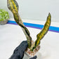 Sansevieria Kirkii Coppertone Variegated Two Leaf | 2.5" Planter