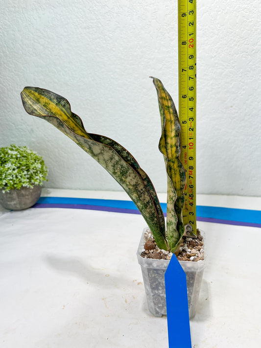Sansevieria Kirkii Coppertone Variegated Two Leaf | 2.5" Planter