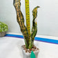 Sansevieria Kirkii Coppertone Variegated Two Leaf | 2.5" Planter