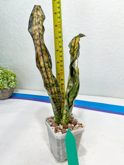 Sansevieria Kirkii Coppertone Variegated | Imprted B-G