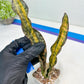 Sansevieria Kirkii Coppertone Variegated Two Leaf | 2.5" Planter