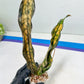 Sansevieria Kirkii Coppertone Variegated Two Leaf | 2.5" Planter