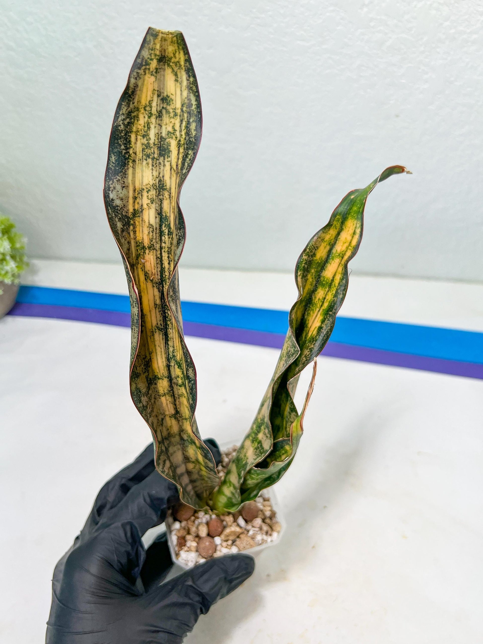 Sansevieria Kirkii Coppertone Variegated Two Leaf | 2.5" Planter